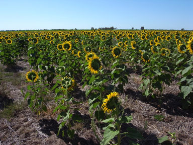 APII jpeg image of Helianthus annuus  © contact APII