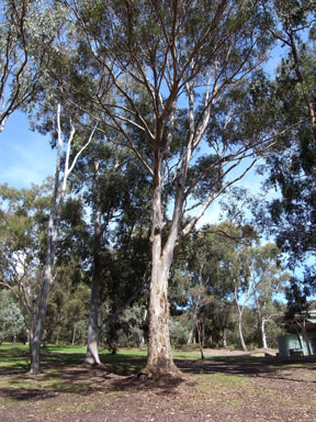 APII jpeg image of Eucalyptus punctata  © contact APII