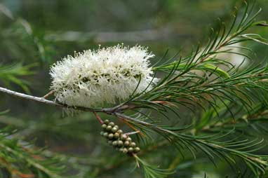 APII jpeg image of Melaleuca armillaris  © contact APII