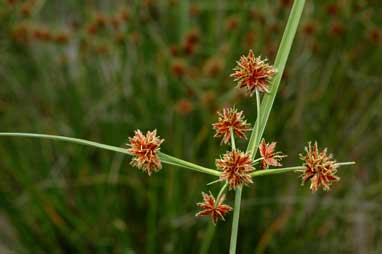 APII jpeg image of Cyperus gunnii subsp. gunnii  © contact APII