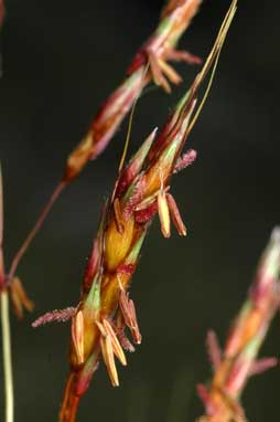 APII jpeg image of Sorghum leiocladum  © contact APII