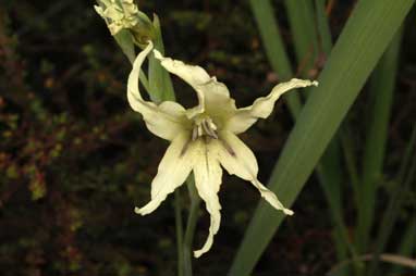 APII jpeg image of Gladiolus undulatus  © contact APII