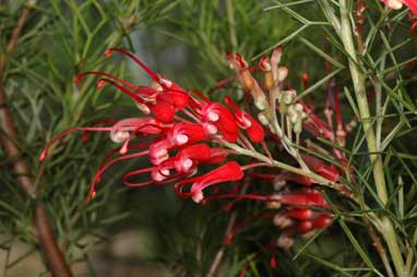 APII jpeg image of Grevillea wilsonii x tripartita  © contact APII