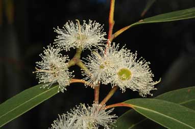 APII jpeg image of Eucalyptus stricta  © contact APII