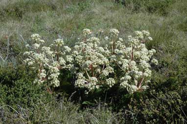 APII jpeg image of Aciphylla glacialis  © contact APII