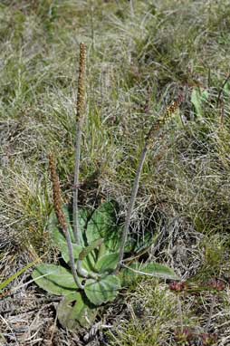 APII jpeg image of Plantago euryphylla  © contact APII