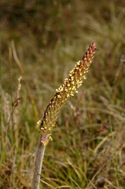 APII jpeg image of Plantago euryphylla  © contact APII