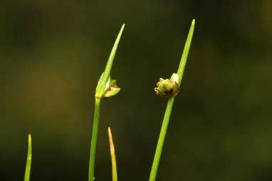 APII jpeg image of Isolepis aucklandica  © contact APII