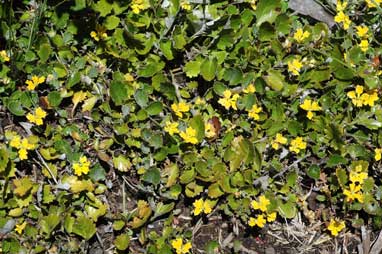 APII jpeg image of Goodenia hederacea  © contact APII