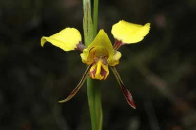 APII jpeg image of Diuris sulphurea  © contact APII