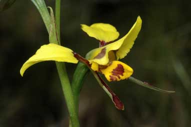 APII jpeg image of Diuris sulphurea  © contact APII