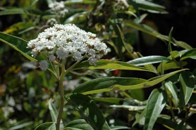 APII jpeg image of Ozothamnus stirlingii  © contact APII