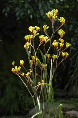 APII jpeg image of Anigozanthos 'Cross of Gold'  © contact APII