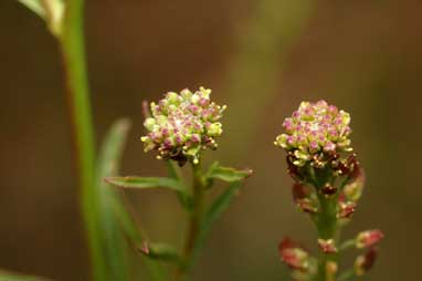 APII jpeg image of Lepidium africanum  © contact APII