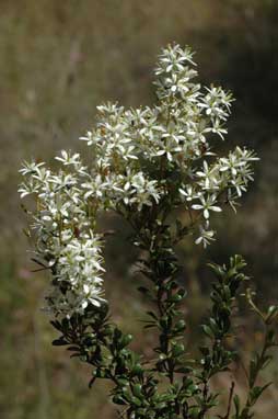 APII jpeg image of Bursaria spinosa subsp. lasiophylla  © contact APII