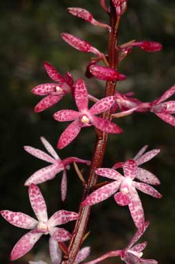 APII jpeg image of Dipodium punctatum  © contact APII