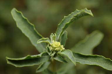 APII jpeg image of Atriplex semibaccata  © contact APII