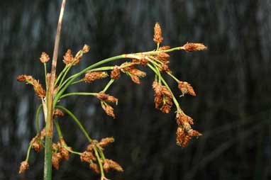 APII jpeg image of Schoenoplectus tabernaemontani  © contact APII