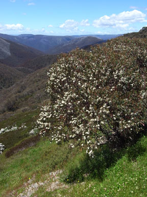 APII jpeg image of Eucalyptus pauciflora  © contact APII