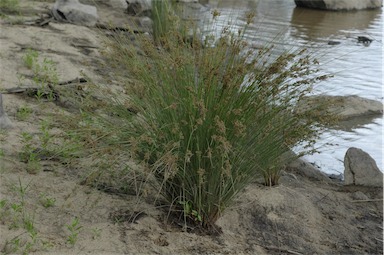 APII jpeg image of Juncus usitatus  © contact APII