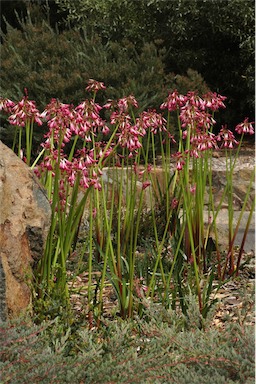 APII jpeg image of Calostemma purpureum  © contact APII