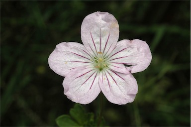 APII jpeg image of Geranium neglectum  © contact APII