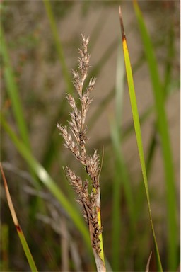 APII jpeg image of Lepidosperma viscidum  © contact APII