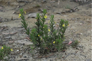 APII jpeg image of Goodenia heterophylla subsp. montana  © contact APII