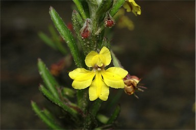 APII jpeg image of Goodenia heterophylla subsp. montana  © contact APII