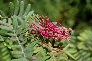 APII jpeg image of Grevillea caleyi  © contact APII