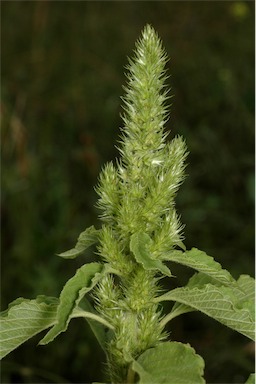 APII jpeg image of Amaranthus retroflexus  © contact APII