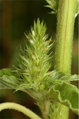 APII jpeg image of Amaranthus retroflexus  © contact APII