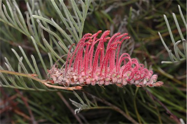 APII jpeg image of Grevillea thyrsoides subsp. thyrsoides  © contact APII