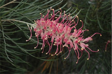 APII jpeg image of Grevillea 'Sylvia'  © contact APII