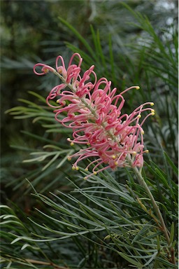 APII jpeg image of Grevillea 'Bulli Beauty'  © contact APII