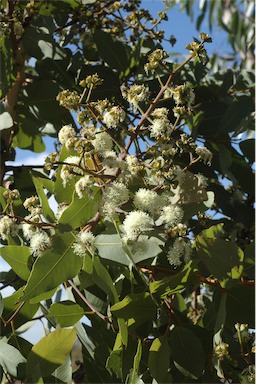 APII jpeg image of Corymbia peltata  © contact APII