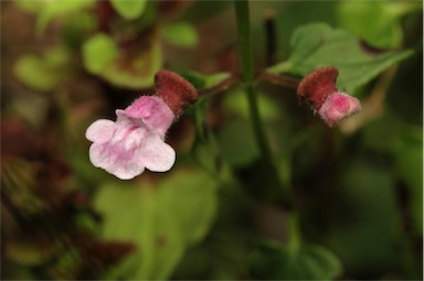 APII jpeg image of Scutellaria humilis  © contact APII