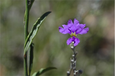 APII jpeg image of Dampiera lanceolata  © contact APII