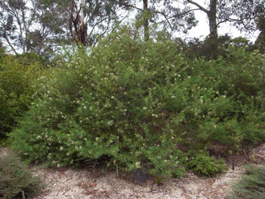 APII jpeg image of Grevillea phanerophlebia  © contact APII