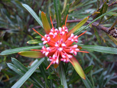 APII jpeg image of Lambertia formosa  © contact APII