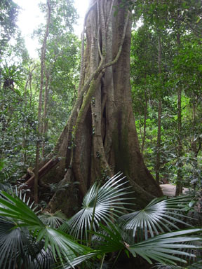 APII jpeg image of Ficus obliqua  © contact APII