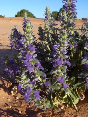 APII jpeg image of Ajuga australis  © contact APII