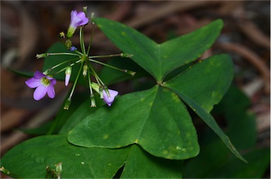 APII jpeg image of Oxalis latifolia  © contact APII