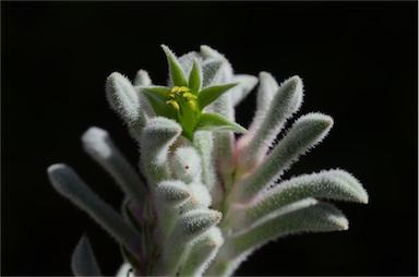 APII jpeg image of Anigozanthos 'Bush Diamond'  © contact APII