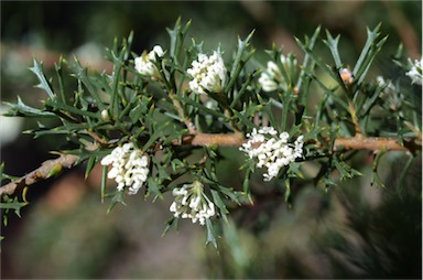 APII jpeg image of Hakea varia  © contact APII