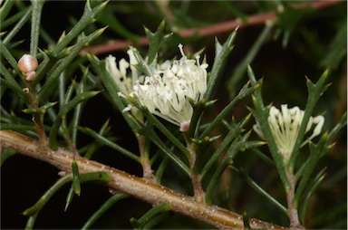 APII jpeg image of Hakea varia  © contact APII