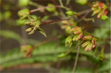 APII jpeg image of Dodonaea multijuga  © contact APII