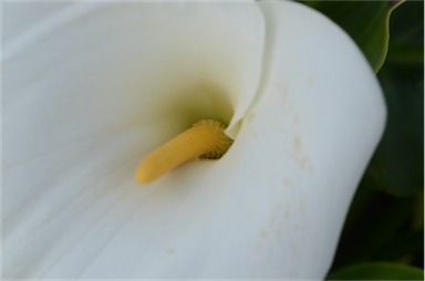 APII jpeg image of Zantedeschia aethiopica  © contact APII