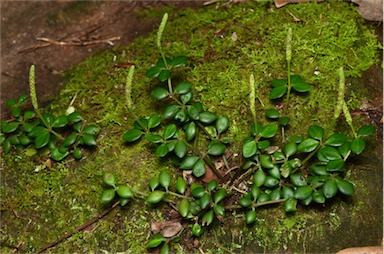 APII jpeg image of Peperomia tetraphylla  © contact APII