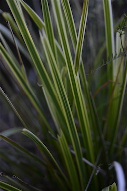 APII jpeg image of Lomandra longifolia  © contact APII